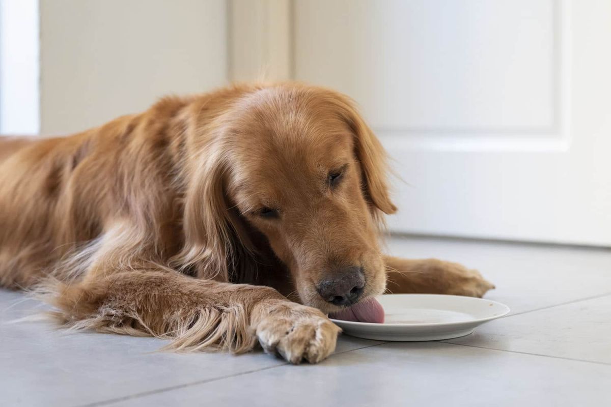 Pourquoi il est risqué de laisser votre chien lécher votre assiette