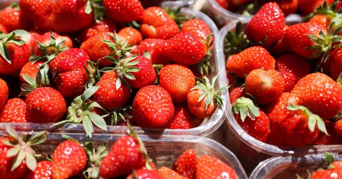l'art de conserver les fraises : évitez le réfrigérateur