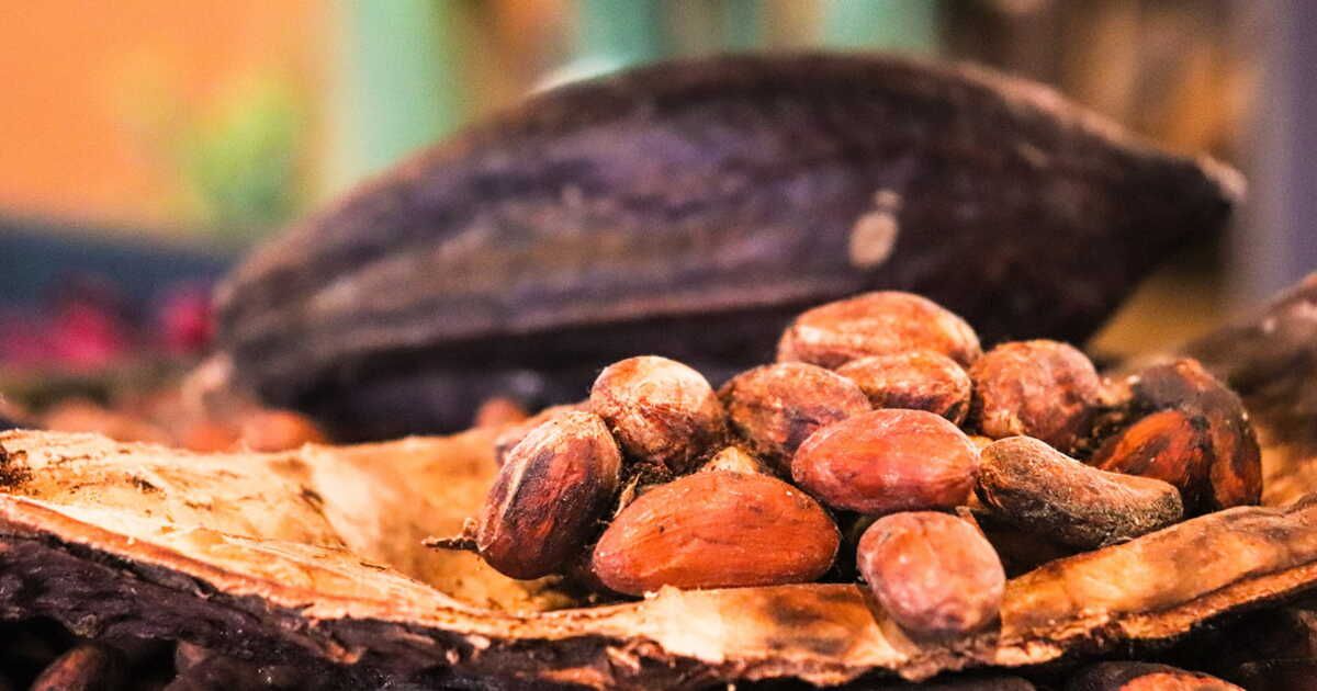 Le voyage fascinant du chocolat : des fèves aux délices