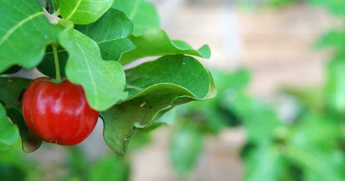 À la découverte des baies : 5 variétés incontournables