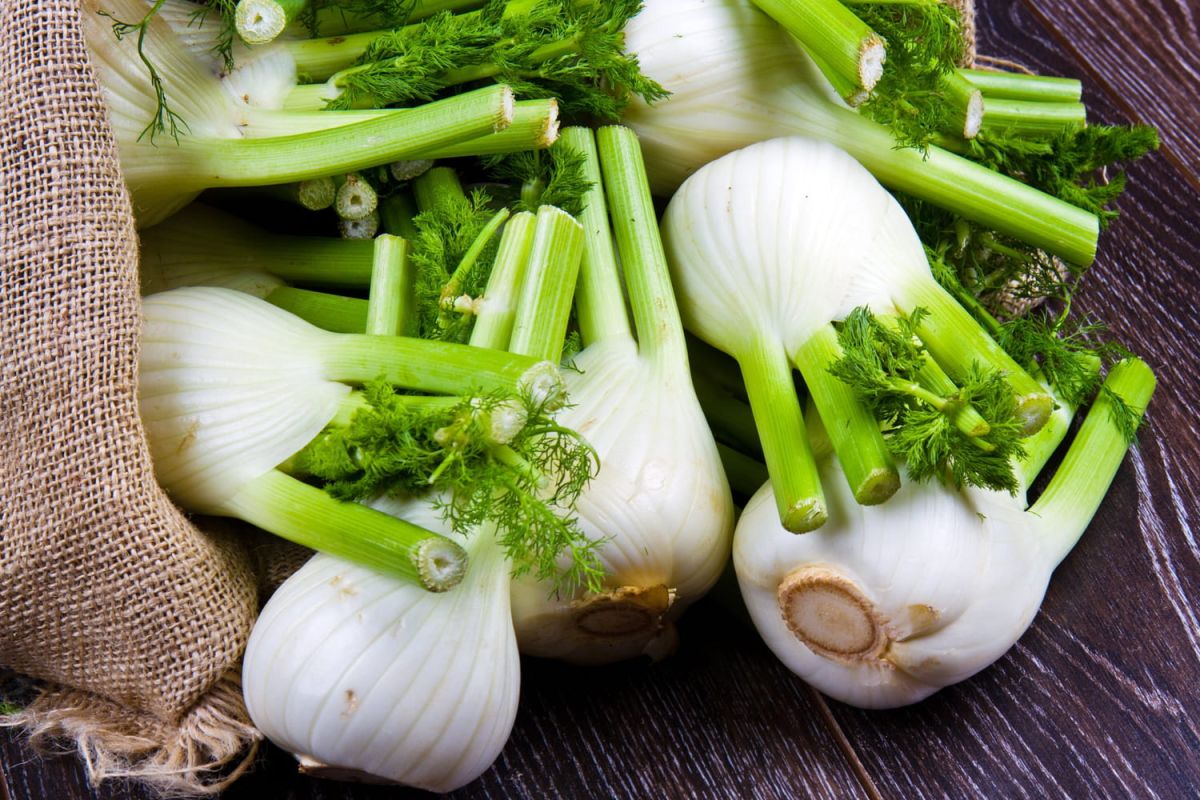 Le fenouil : un trésor culinaire à découvrir