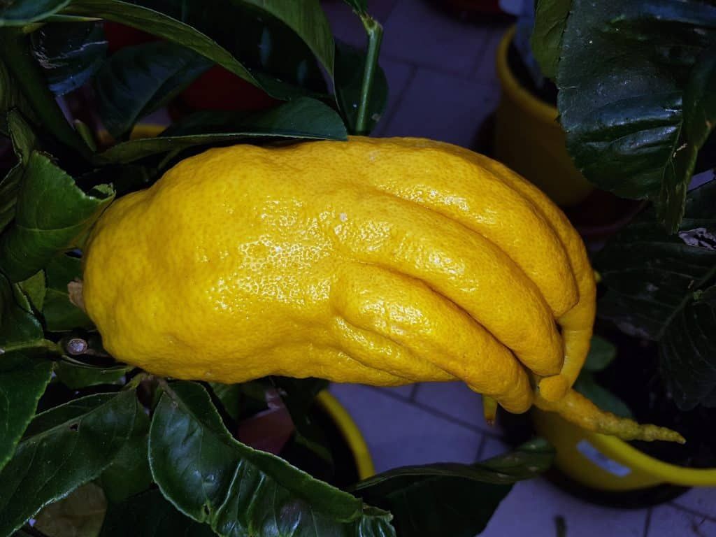 Découvrez le fruit aux mille secrets qui transformera votre cuisine