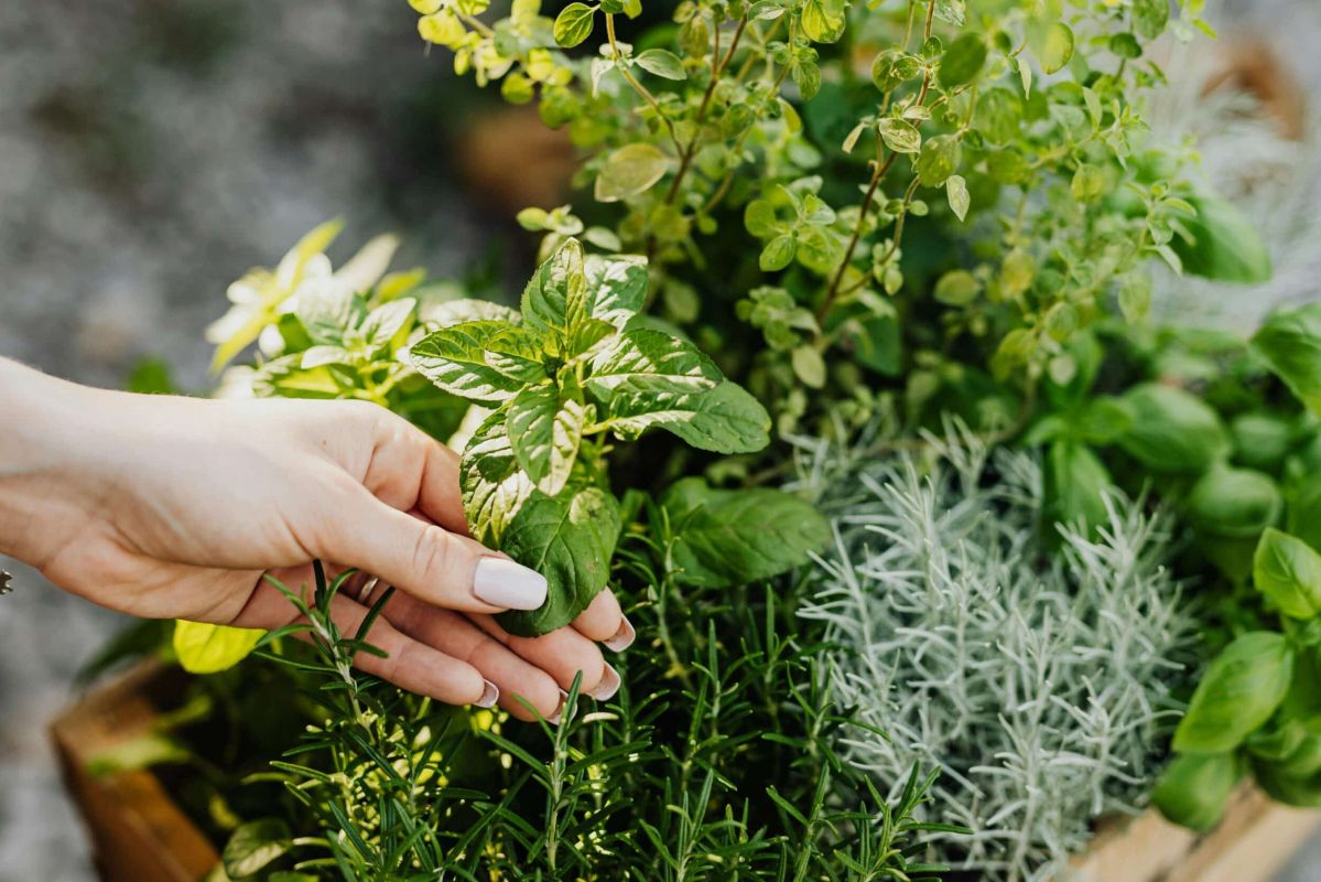 Herbes aromatiques : les essentiels pour sublimer votre cuisine