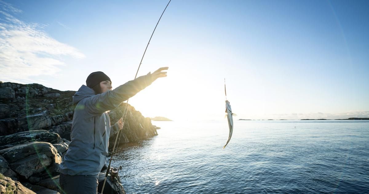 Découvrez quatre poissons à privilégier pour une consommation responsable