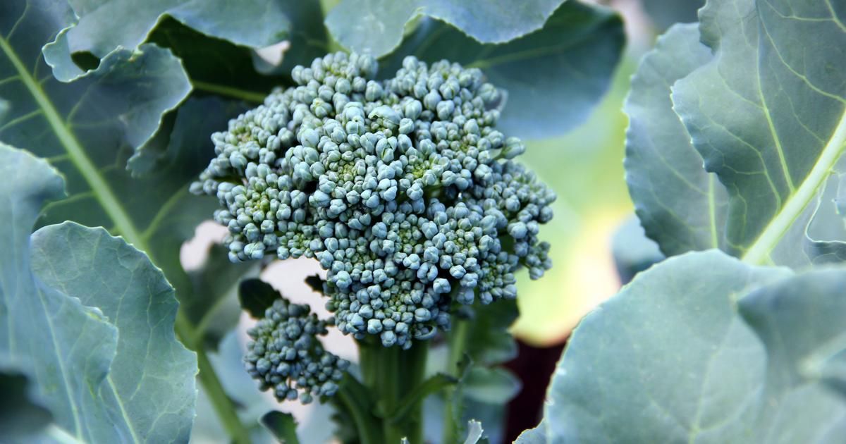 Broccoleaf : la nouvelle star des super-aliments