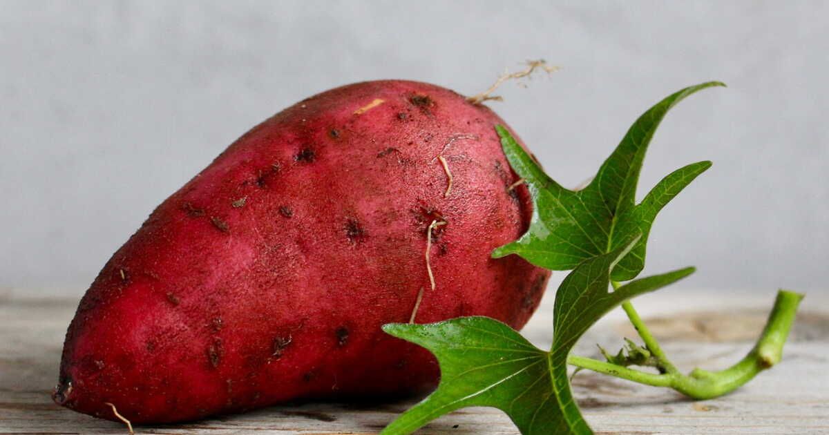 La patate douce : un trésor culinaire à découvrir